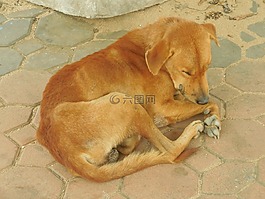 狗,睡眠,動(dòng)物