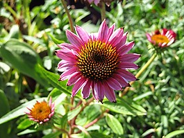 花,粉紅色,開花