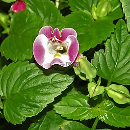 粉紅色,花,盛開(kāi)