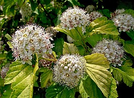 性質(zhì),植物,灌木