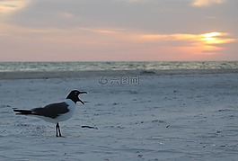 海鷗,鳥,鷗
