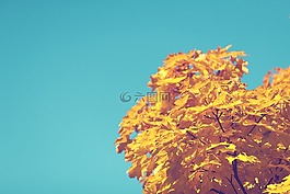 秋,藍色,天空