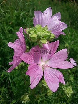 野生花卉,自然,美麗