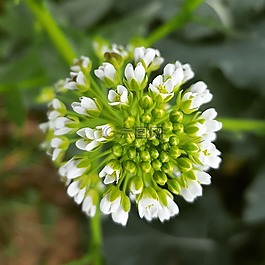 花,性質(zhì),廠