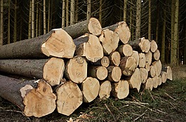 木,holzstapel,林業工人