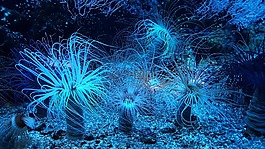 銀蓮花,礁,水族館