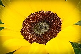 太陽花,花,黃色