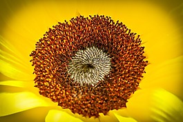 太陽(yáng)花,花,黃色