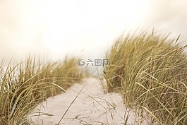 沙,草,海灘