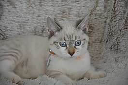 猫,小猫,蓝色的眼睛
