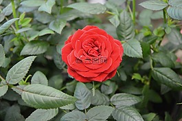 紅玫瑰,花,綠色的樹葉