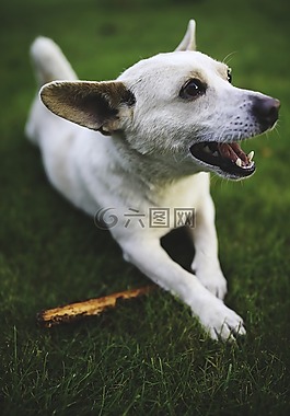 狗,动物,棒