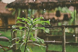 雨,雨滴,植物