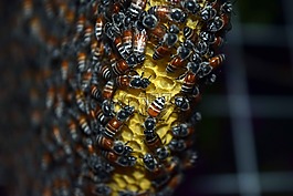 天性,建个鸟巢,蜂蜜