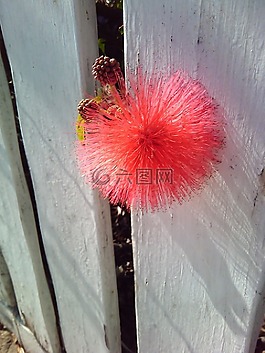 紅色,花,籬笆