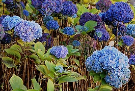 鮮花,圣誕玫瑰,頭