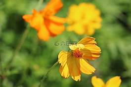 花,黃色,萬壽菊
