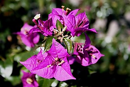 鲜花,深粉色,花瓣