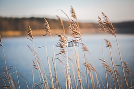 干,草,湖