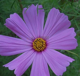 花,盛開(kāi),野生