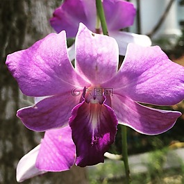 蘭花,花,紫色花