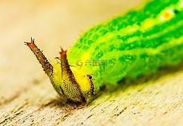 卡特彼勒,綠色,頭