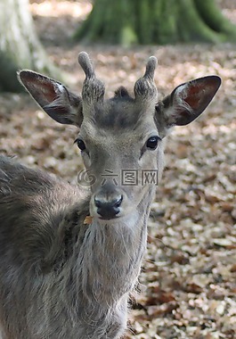赫爾,休耕鹿,獐鹿