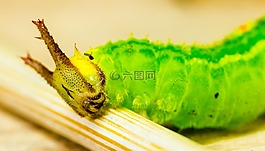 卡特彼勒,綠色,頭