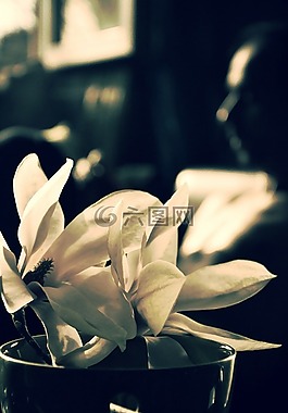 花,白,性質(zhì)