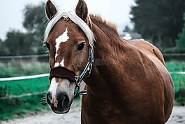 马,母马,haflinger