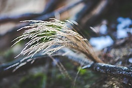 草,干,自然