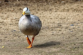 鵝,條紋鵝,鳥