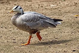 鵝,條紋鵝,鳥