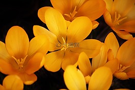 藏紅花,花,春天