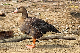 鵝,灰鵝,鳥