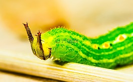 卡特彼勒,綠色,頭