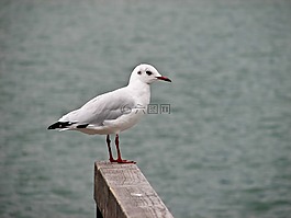 鳥(niǎo),海鷗,水禽