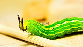 卡特彼勒,綠色,頭
