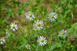 雛菊,白色的花,花園
