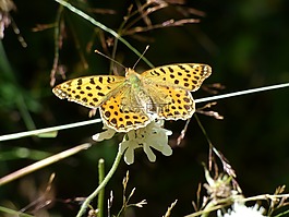 蝴蝶,花,颜色