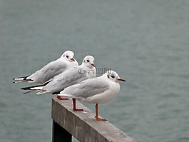 鳥(niǎo),海鷗,水禽