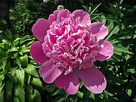 花,牡丹,粉色