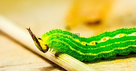 卡特彼勒,綠色,頭