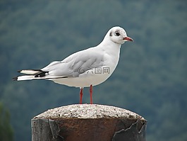 鳥(niǎo),海鷗,水禽