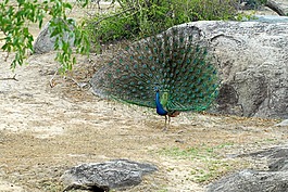 孔雀,野生動(dòng)物園,旅行