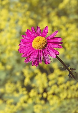瑪格麗特,花,粉紅色