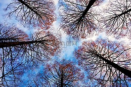 樹的頂端,樹,分支機構