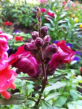 loewenmaeulchen,金鱼草,花
