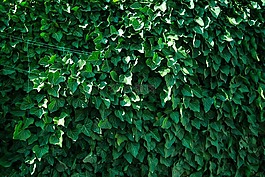 葉子,植物,綠色