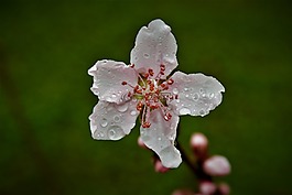 花,自然,植物區(qū)系